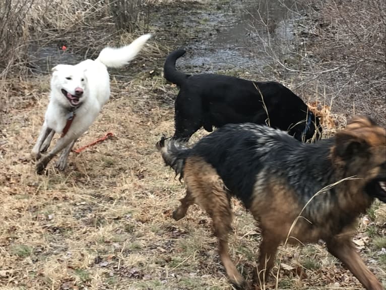 Lucca, a German Shepherd Dog and Siberian Husky mix tested with EmbarkVet.com