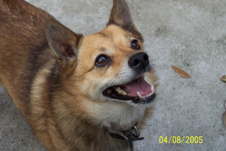 Lassie, a Pomeranian and Rat Terrier mix tested with EmbarkVet.com