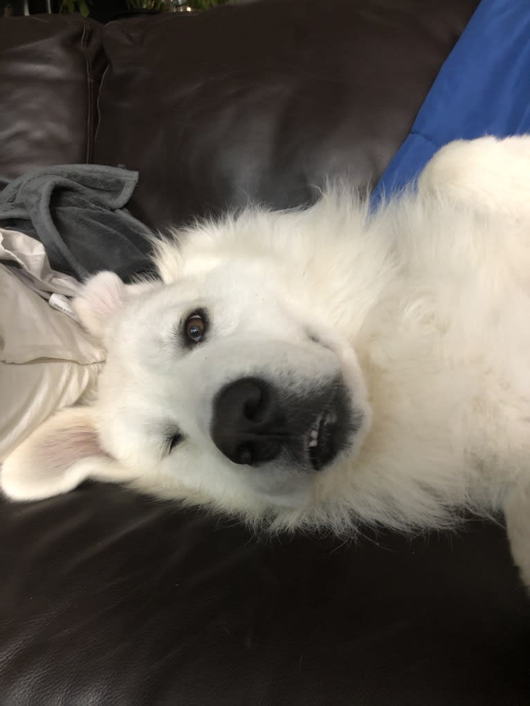 Looney “Chik’in Mini Bandit” Bear, a Great Pyrenees tested with EmbarkVet.com