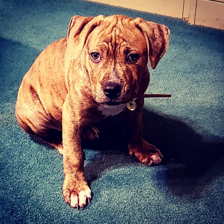 Hank, an American Pit Bull Terrier and American Bulldog mix tested with EmbarkVet.com