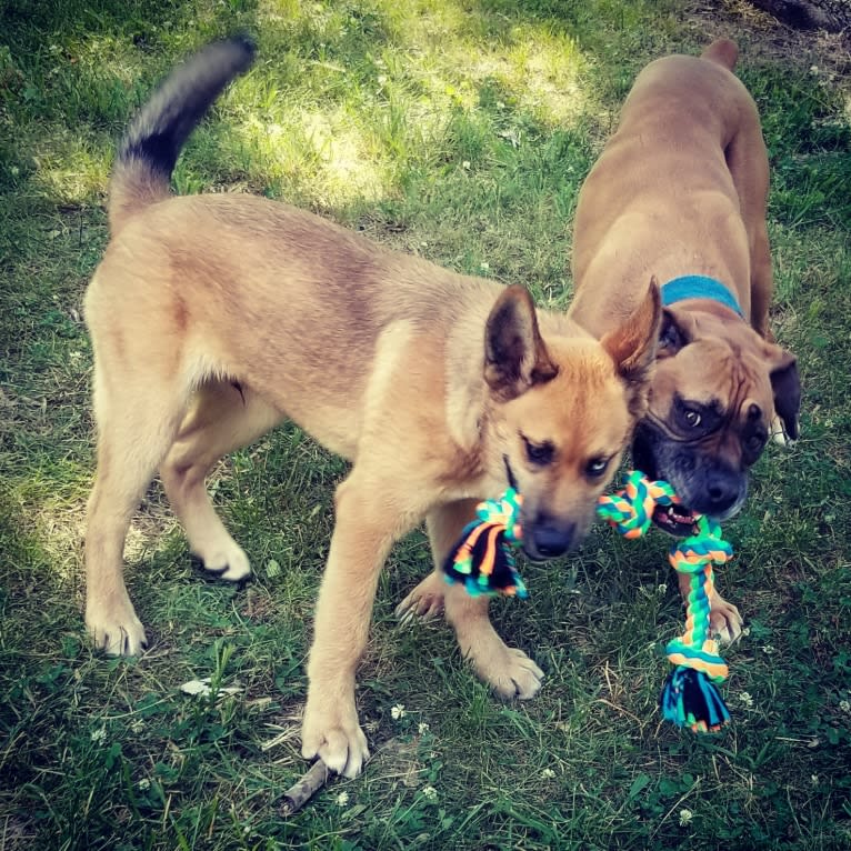 Canyon, a Siberian Husky and Saint Bernard mix tested with EmbarkVet.com