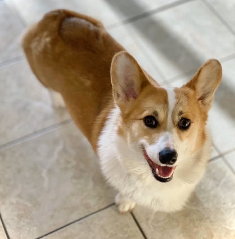 Kudzu (Zuzu), a Pembroke Welsh Corgi tested with EmbarkVet.com