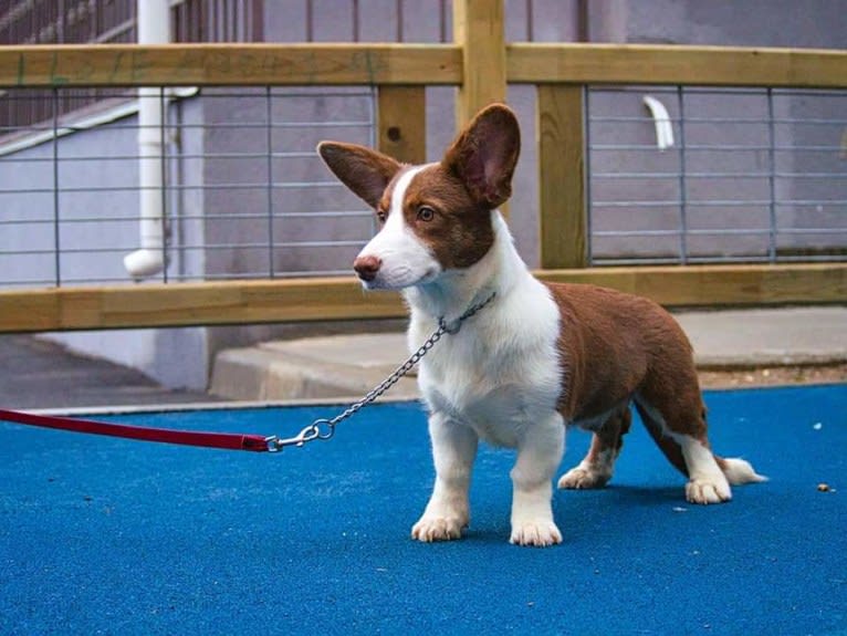 Latte, a Cardigan Welsh Corgi tested with EmbarkVet.com