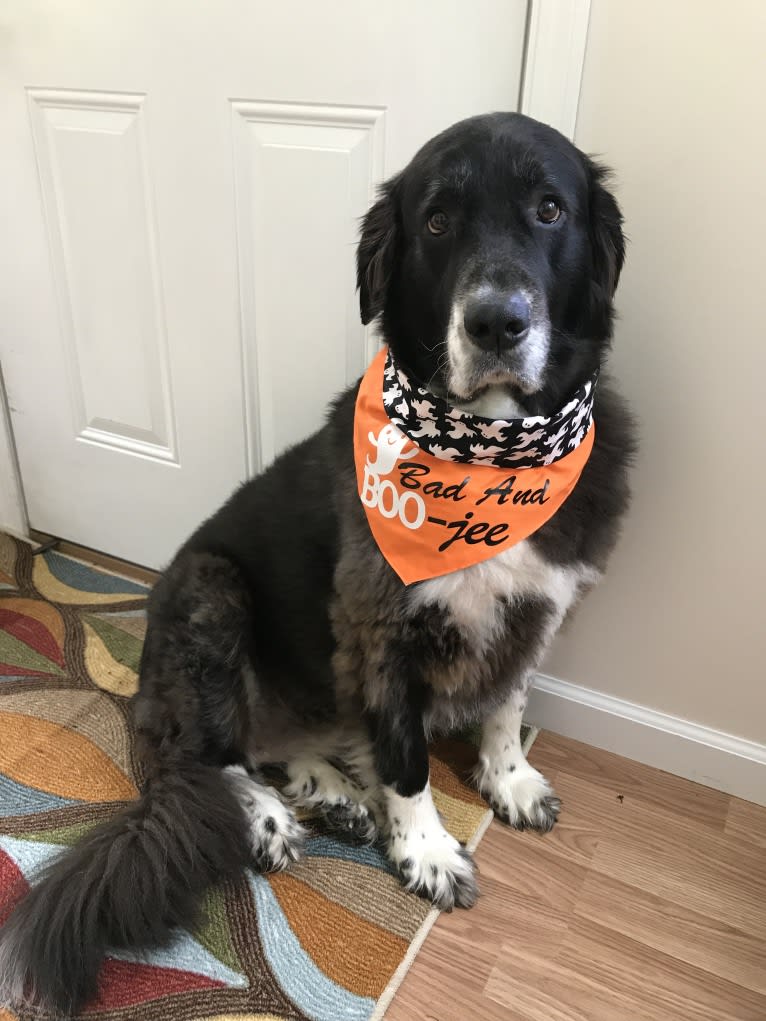 Molly, a Great Pyrenees and Labrador Retriever mix tested with EmbarkVet.com