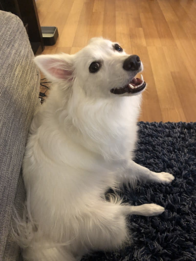Maggie, an American Eskimo Dog tested with EmbarkVet.com
