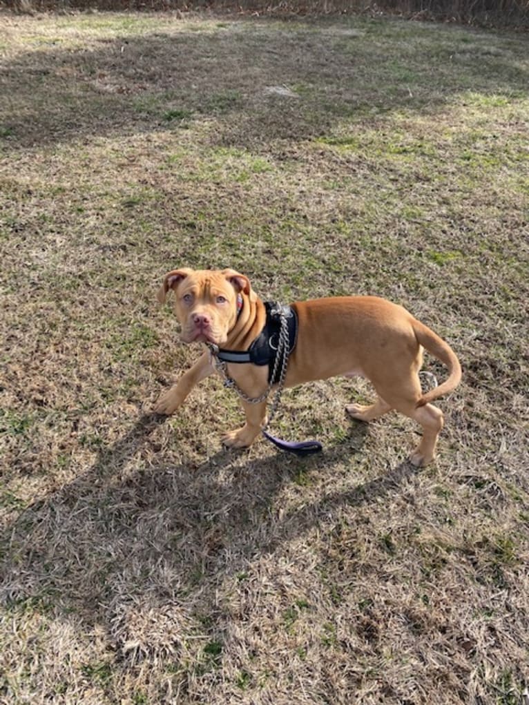 Simba, an American Pit Bull Terrier and American Bulldog mix tested with EmbarkVet.com