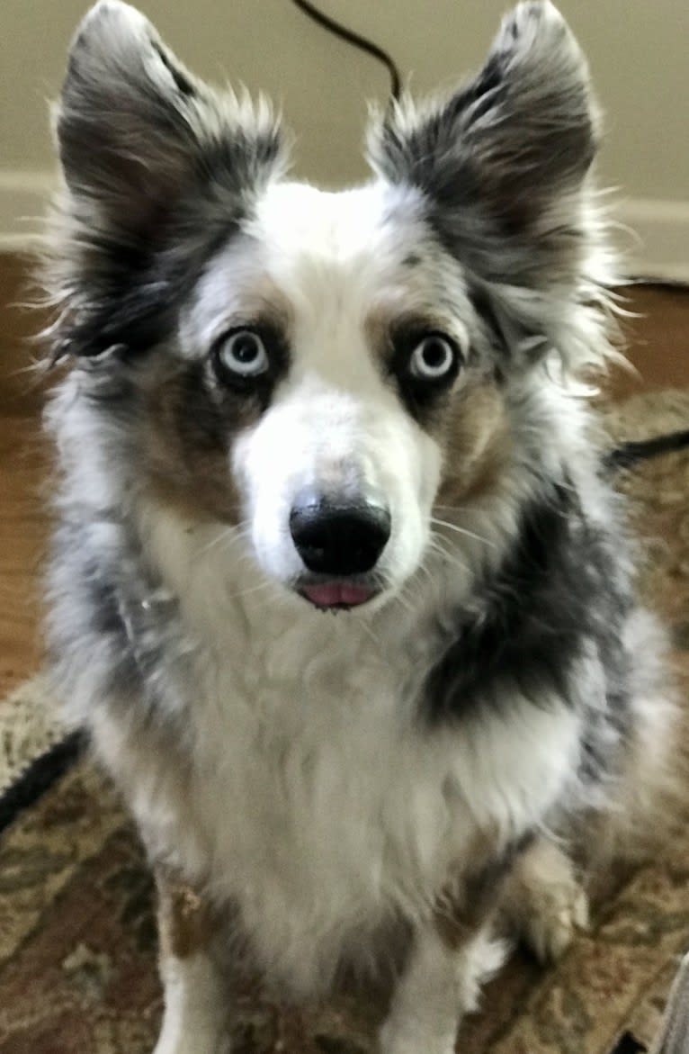 MaizyRose, an Australian Shepherd tested with EmbarkVet.com