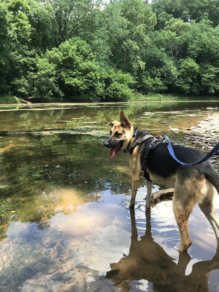 Riley, a German Shepherd Dog and American Pit Bull Terrier mix tested with EmbarkVet.com