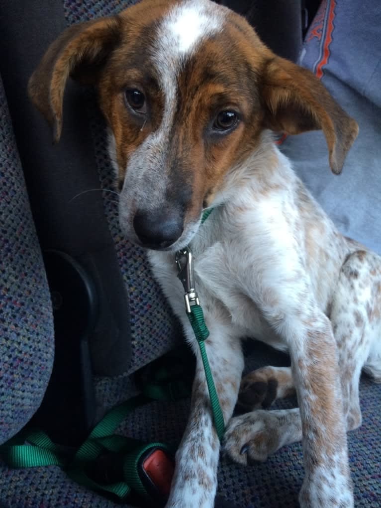 Ruger, an Australian Cattle Dog and Beagle mix tested with EmbarkVet.com