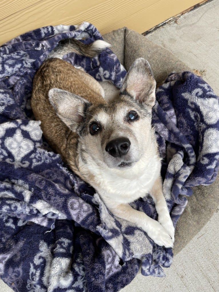 Albert, an Eastern European Village Dog tested with EmbarkVet.com