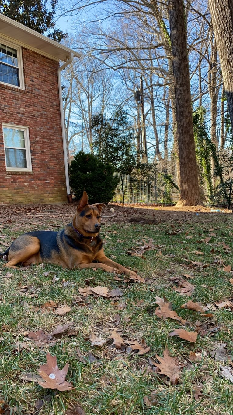 Tommy, an Australian Cattle Dog and German Shepherd Dog mix tested with EmbarkVet.com