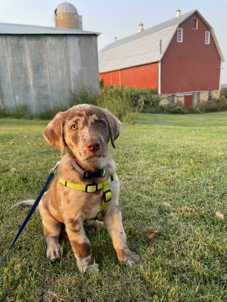 Ginnie, a Labrador Retriever and Great Pyrenees mix tested with EmbarkVet.com