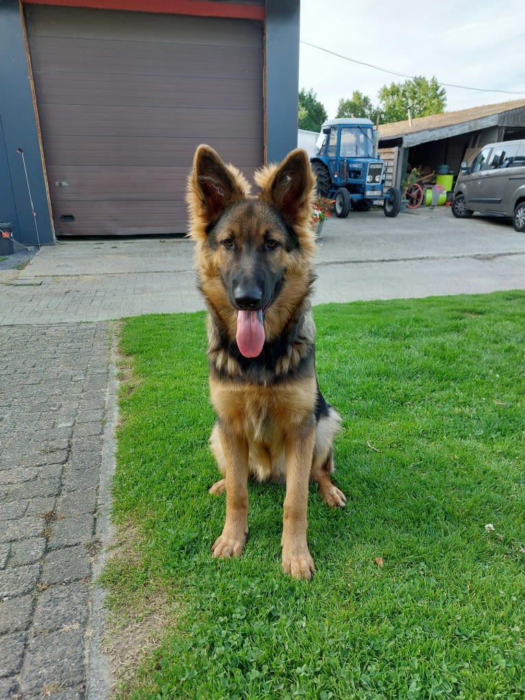 Udingo, a German Shepherd Dog tested with EmbarkVet.com