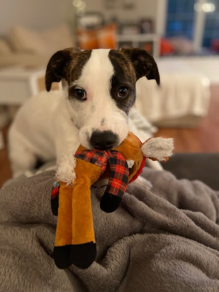 Tuukka Roo, an American Pit Bull Terrier and Russell-type Terrier mix tested with EmbarkVet.com