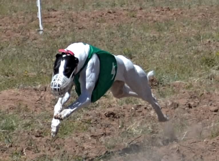 Caddy, a Greyhound tested with EmbarkVet.com