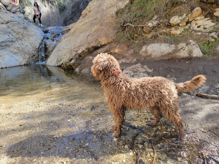Lucille Ball, a Lagotto Romagnolo tested with EmbarkVet.com