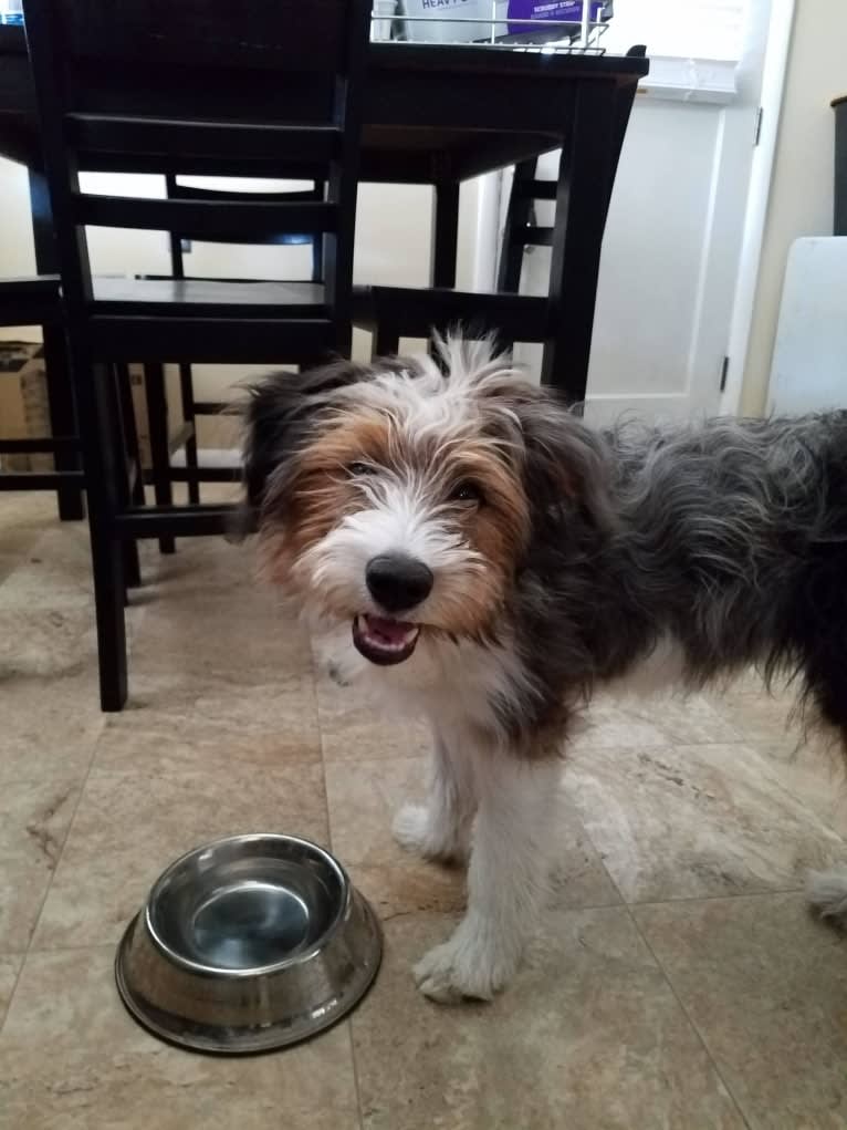 Buddy, an Australian Shepherd and Miniature/MAS-type Australian Shepherd mix tested with EmbarkVet.com