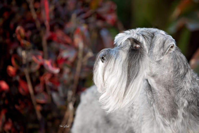 Annie, a Standard Schnauzer tested with EmbarkVet.com