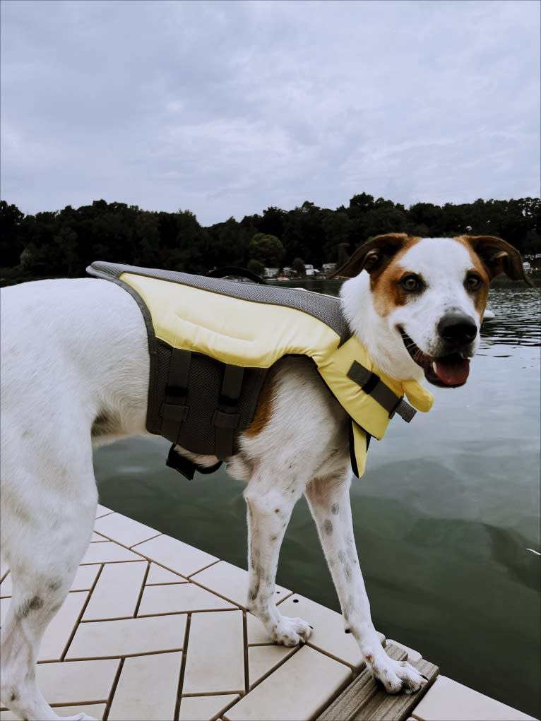 Wilson Wayhart, a Boxer and German Shepherd Dog mix tested with EmbarkVet.com