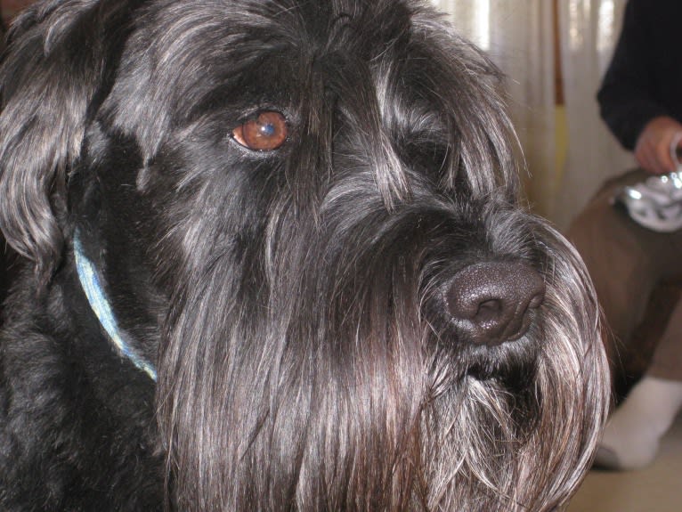 Seamus, a Standard Schnauzer tested with EmbarkVet.com