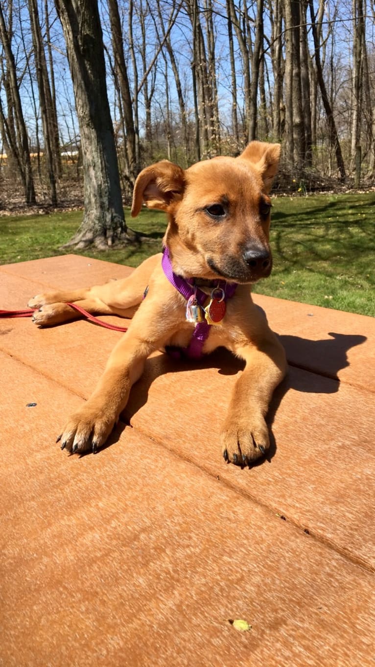 Olive, an Australian Cattle Dog and Boxer mix tested with EmbarkVet.com