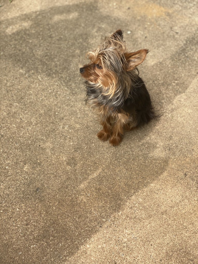 Rihanna Ri-Ri Evans, a Yorkshire Terrier tested with EmbarkVet.com