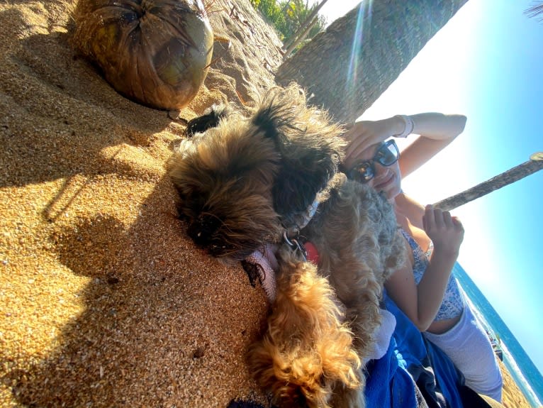 Dakota, a Shihpoo tested with EmbarkVet.com