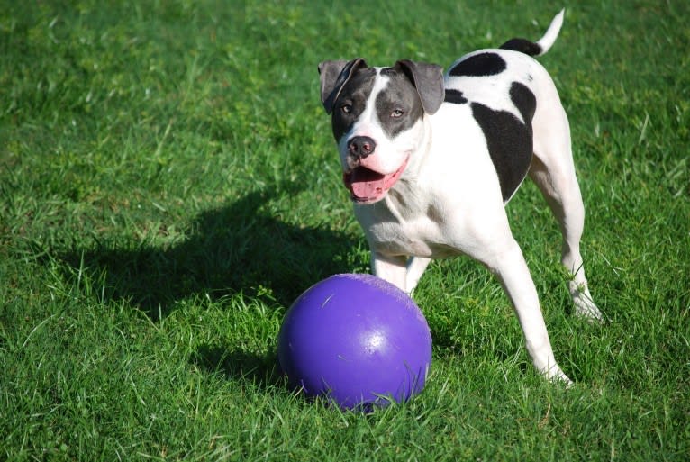 Cypress, an American Bully and American Pit Bull Terrier mix tested with EmbarkVet.com