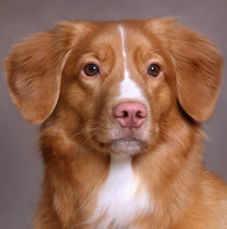 Poppy, a Nova Scotia Duck Tolling Retriever tested with EmbarkVet.com