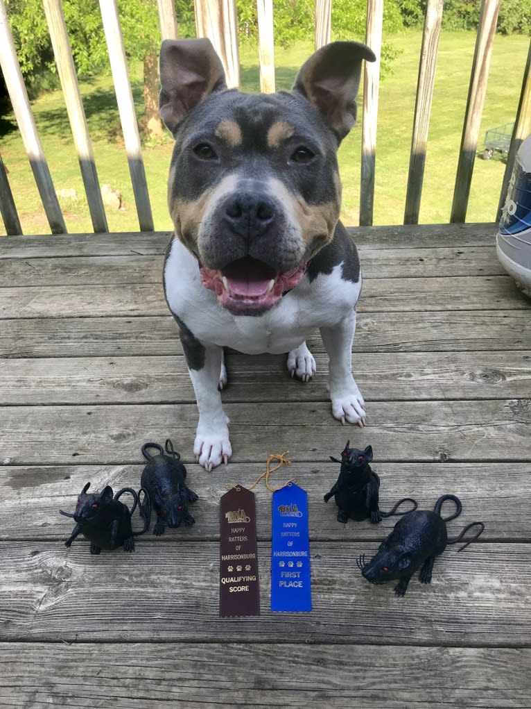 Letty von Wigglebottom, an American Bully and American Pit Bull Terrier mix tested with EmbarkVet.com