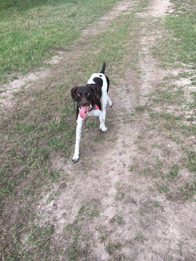 Remington, a German Shorthaired Pointer tested with EmbarkVet.com