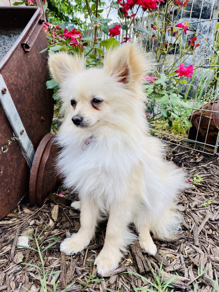 Sofia, a Pomeranian tested with EmbarkVet.com