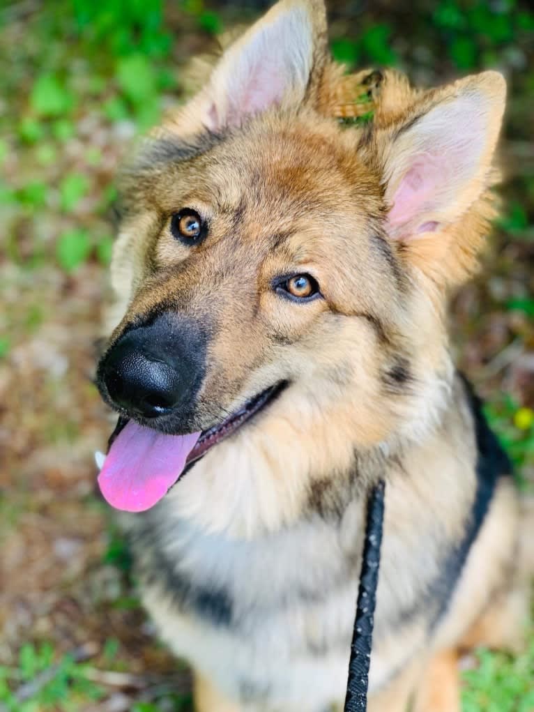 Bo Duke, a German Shepherd Dog tested with EmbarkVet.com