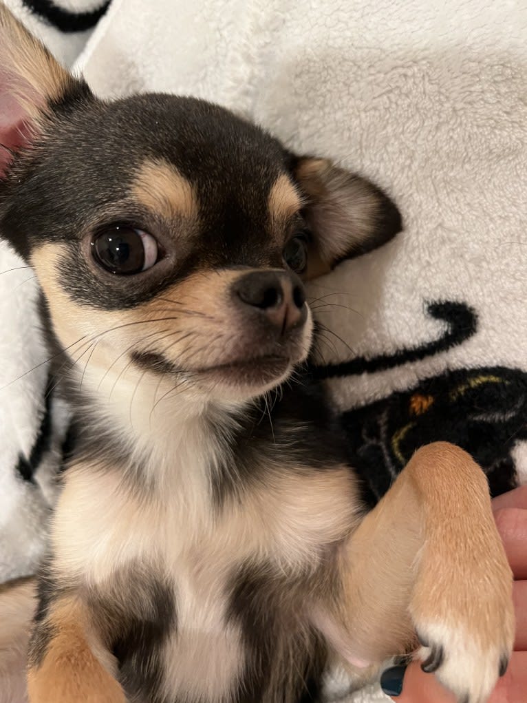 Alli-Mae, a Chihuahua tested with EmbarkVet.com