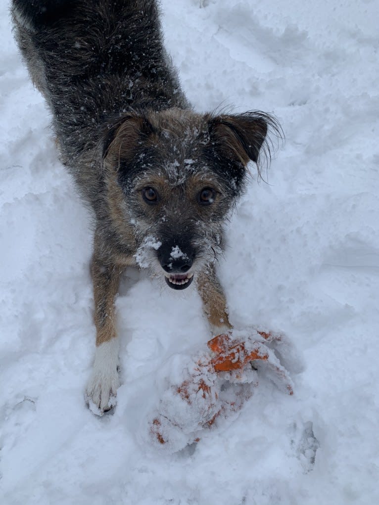 Elliott, a Rat Terrier and Australian Cattle Dog mix tested with EmbarkVet.com