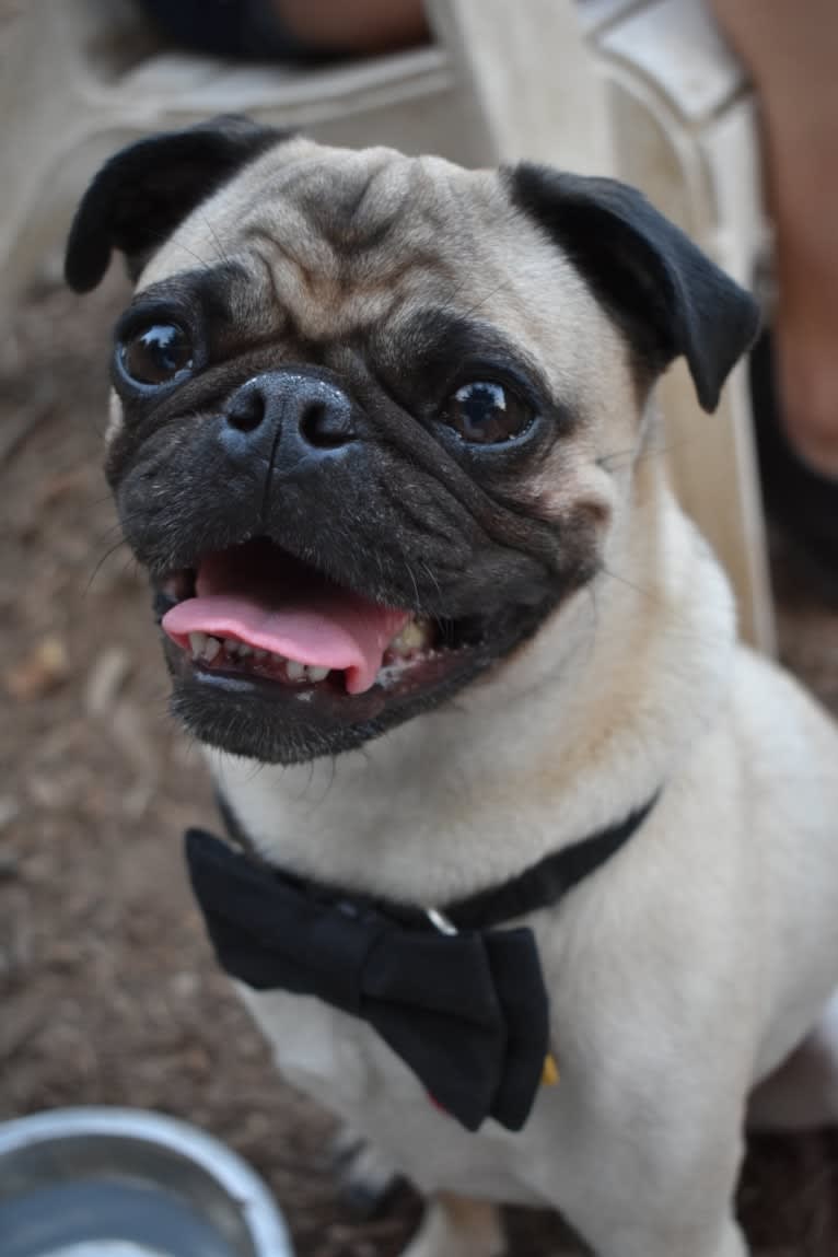 Mickey, a Pug tested with EmbarkVet.com