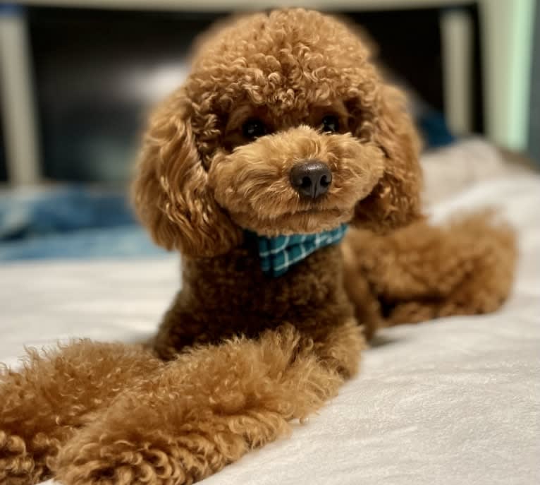 Chili, a Poodle (Small) tested with EmbarkVet.com