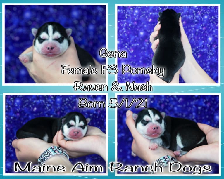 Gena, Gigi, a Pomsky tested with EmbarkVet.com