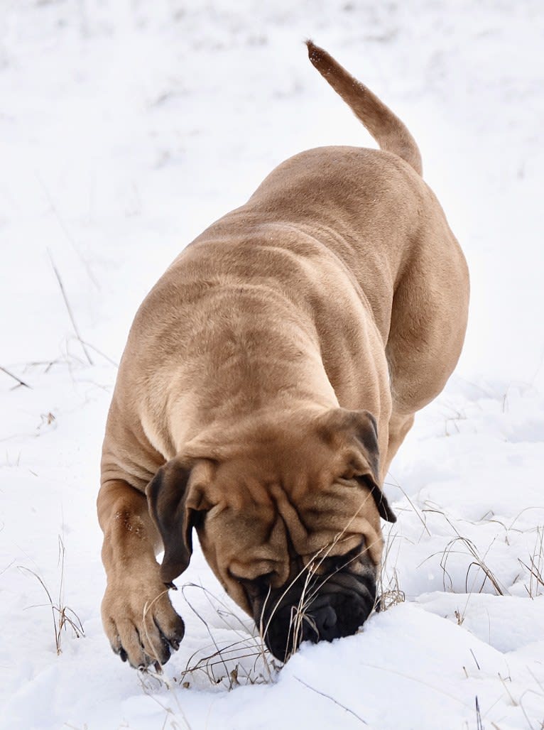 Large Black von T Bone, a Bullmastiff tested with EmbarkVet.com