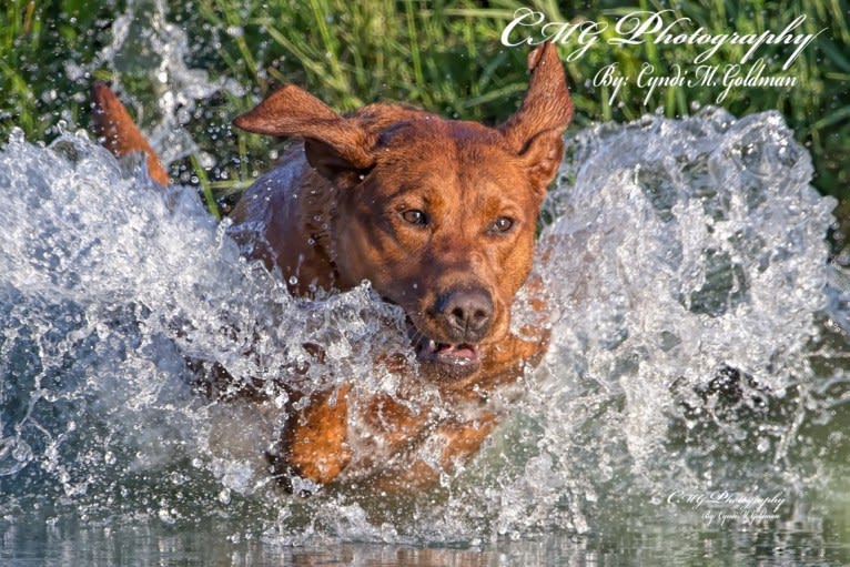 Aries, a Labrador Retriever tested with EmbarkVet.com