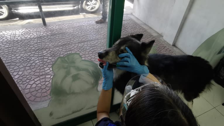 Thor, a Siberian Husky tested with EmbarkVet.com