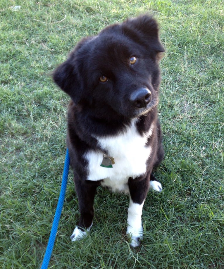 Nick, a Chow Chow and Poodle (Small) mix tested with EmbarkVet.com