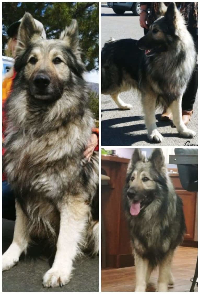 Steel cross sales german shepherd