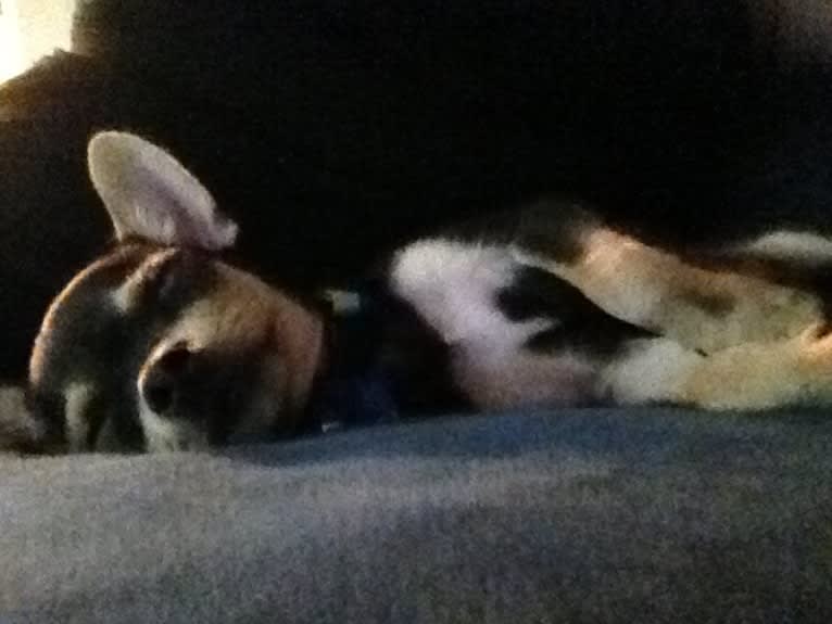 Coqui, a Chihuahua and Yorkshire Terrier mix tested with EmbarkVet.com