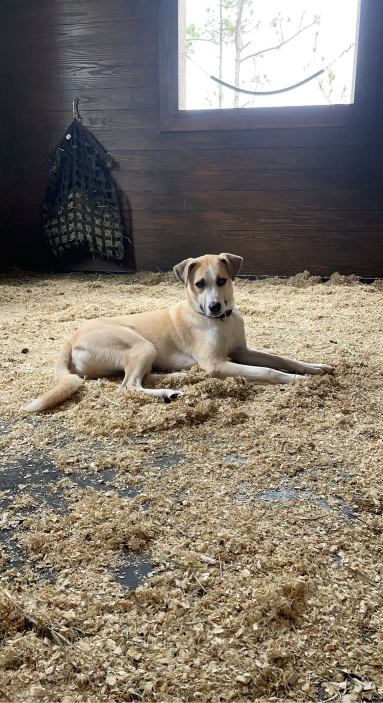 Finn, a Siberian Husky and American Pit Bull Terrier mix tested with EmbarkVet.com