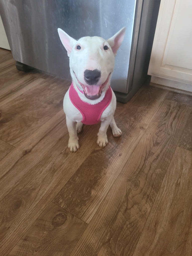 Oona, a Miniature Bull Terrier tested with EmbarkVet.com