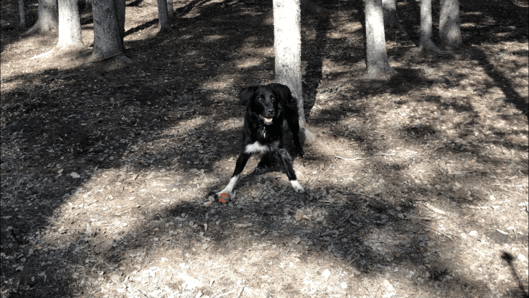 Aloe Vera, a Rottweiler and Border Collie mix tested with EmbarkVet.com