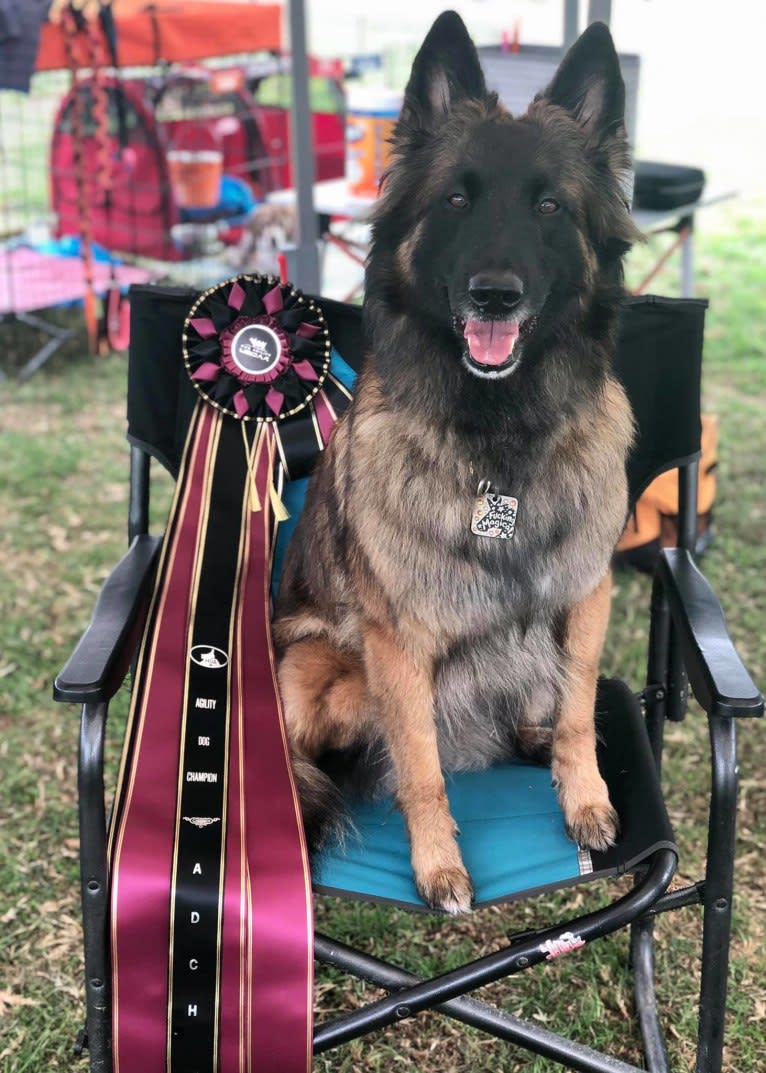 Rush, a Belgian Shepherd tested with EmbarkVet.com