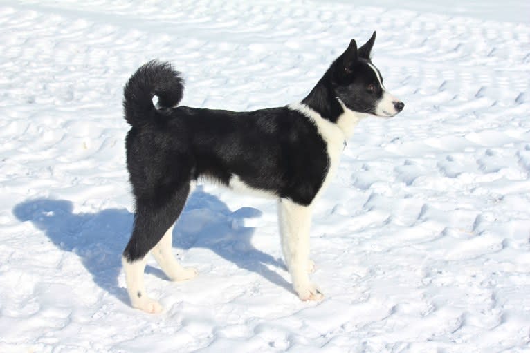 Rohmoivan Evita, a Karelian Bear Dog tested with EmbarkVet.com