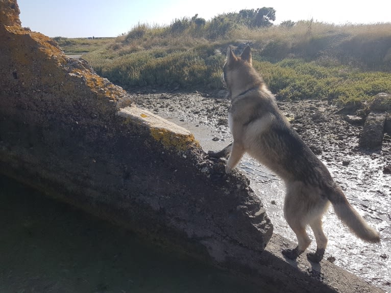 Kalen, a German Shepherd Dog and Siberian Husky mix tested with EmbarkVet.com